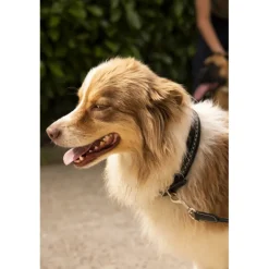 Collier pour Chien - Noir