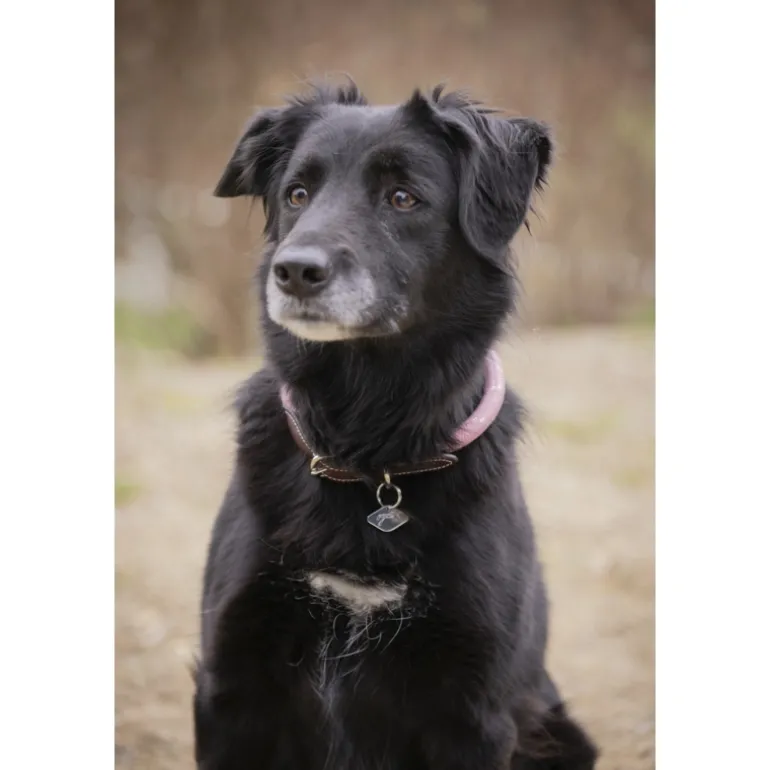 Collier pour Chien Billie - Rose