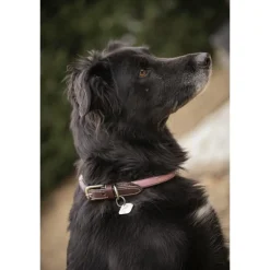 Collier pour Chien Billie - Rose