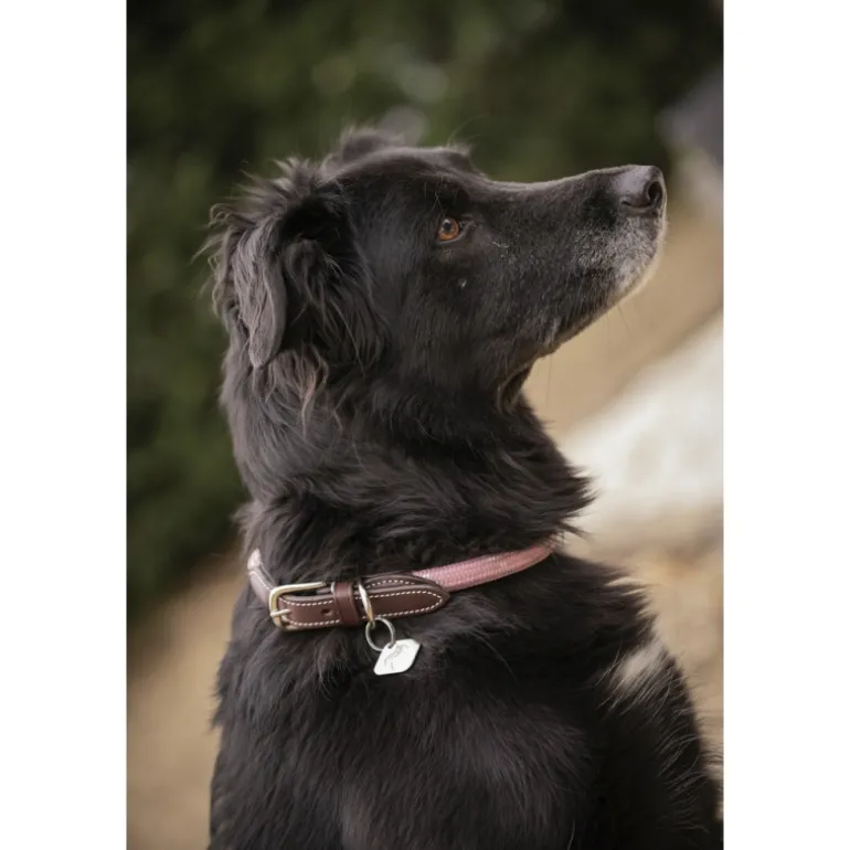 Collier pour Chien Billie - Rose