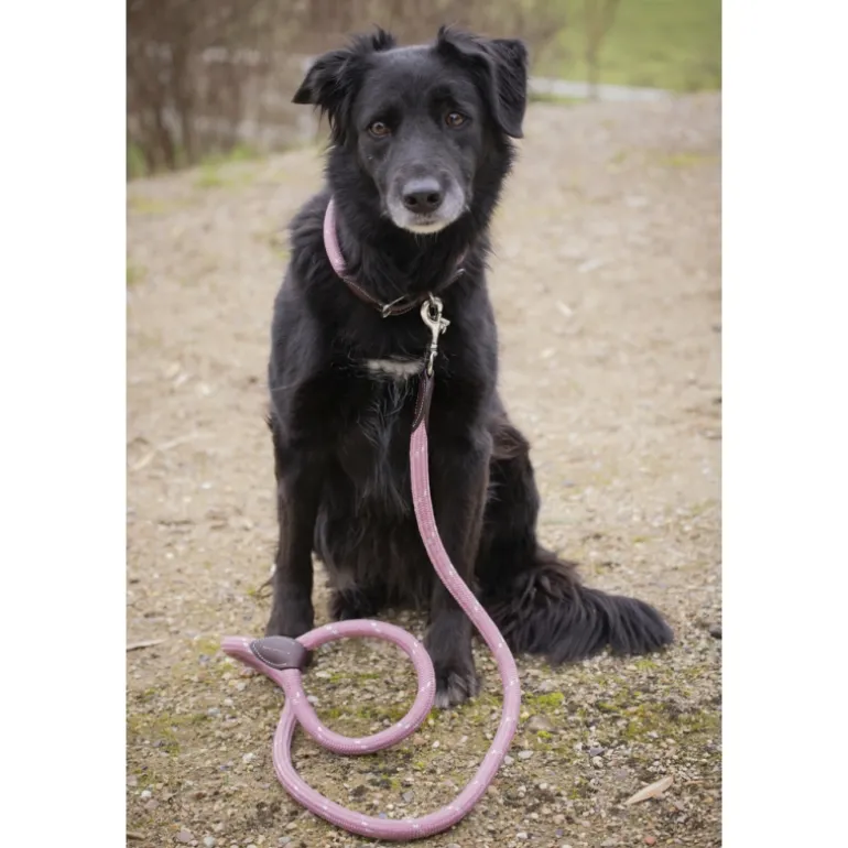 Collier pour Chien Billie - Rose