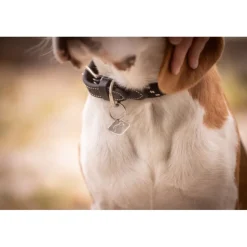 Collier pour Chien Billie - Noir