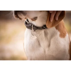 Collier pour Chien Billie - Noir