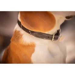 Collier pour Chien Billie - Noir