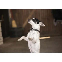 Collier pour Chien Olie - Noir