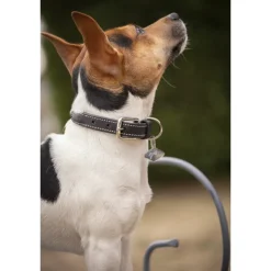 Collier pour Chien Olie - Havane