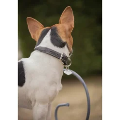 Collier pour Chien Olie - Havane