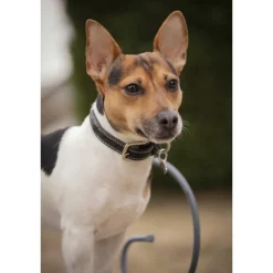 Collier pour Chien Olie - Havane