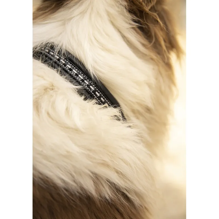 Collier pour Chien Point Sellier - Noir