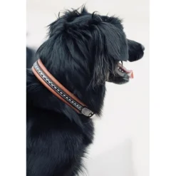 Collier pour Chien Point Sellier - Havane