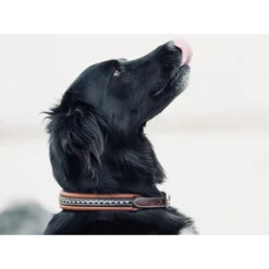 Collier pour Chien Point Sellier - Havane