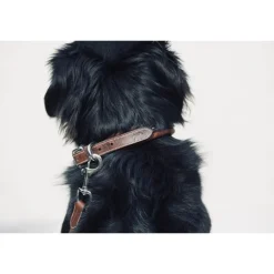 Collier pour Chien Point Sellier - Havane