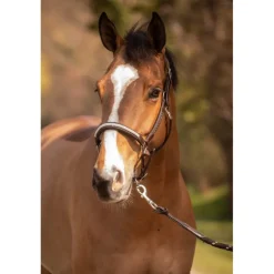 Licol Harmonie - Havane