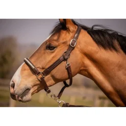 Licol Harmonie - Havane