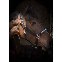 Licol Harmonie - Noir