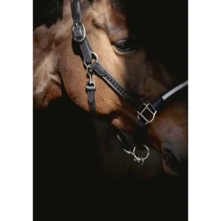 Licol Harmonie - Noir