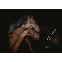 Licol Harmonie - Noir