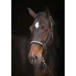 Licol Harmonie - Noir