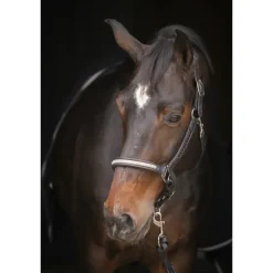 Licol Harmonie - Noir