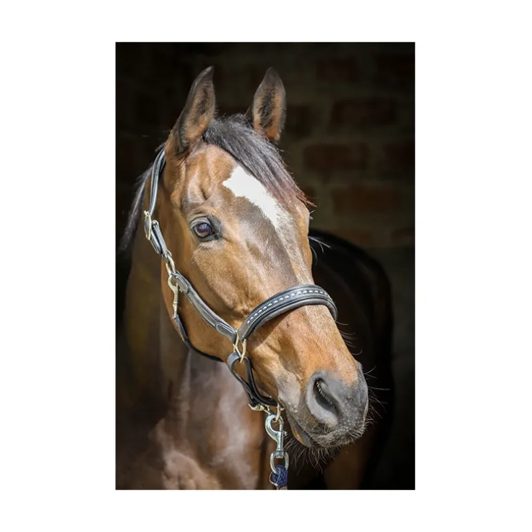 Licol Point Sellier - Noir