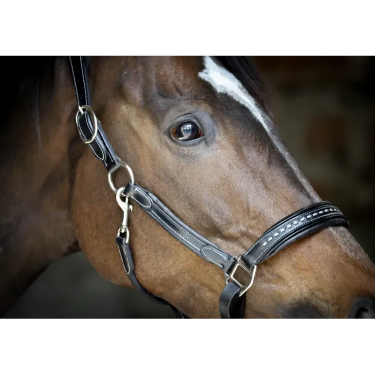 Licol Point Sellier - Noir