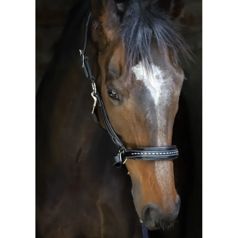 Licol Point Sellier - Noir