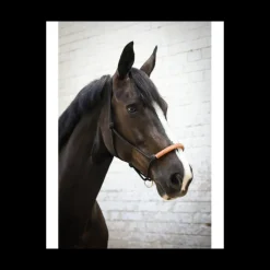 Licol éthologique américain - Noir