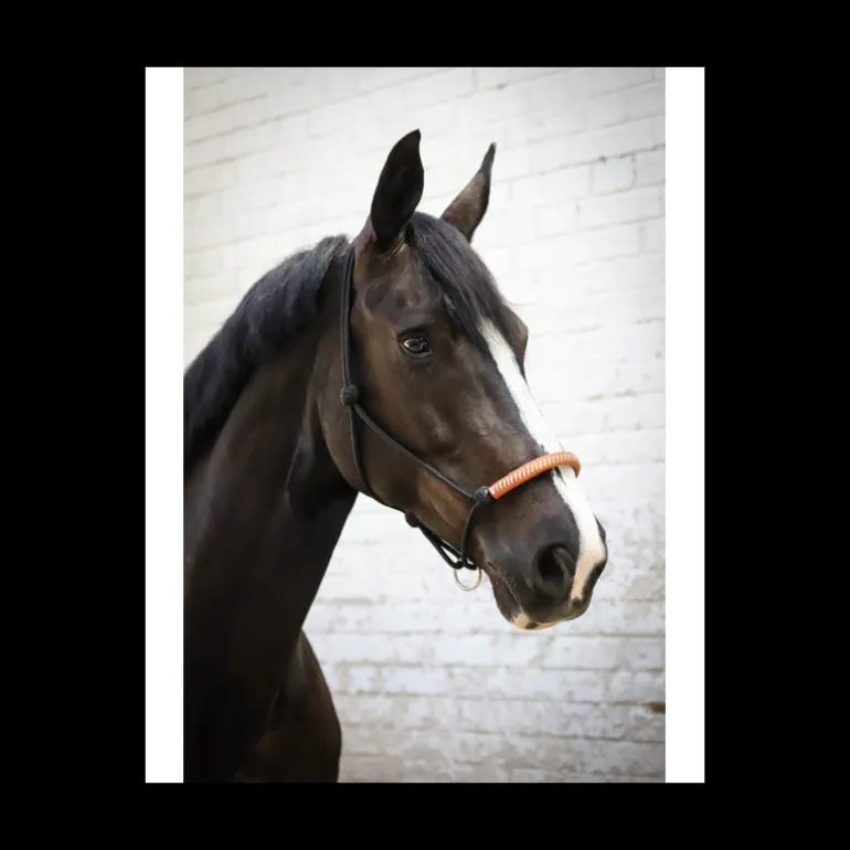 Licol éthologique américain - Noir